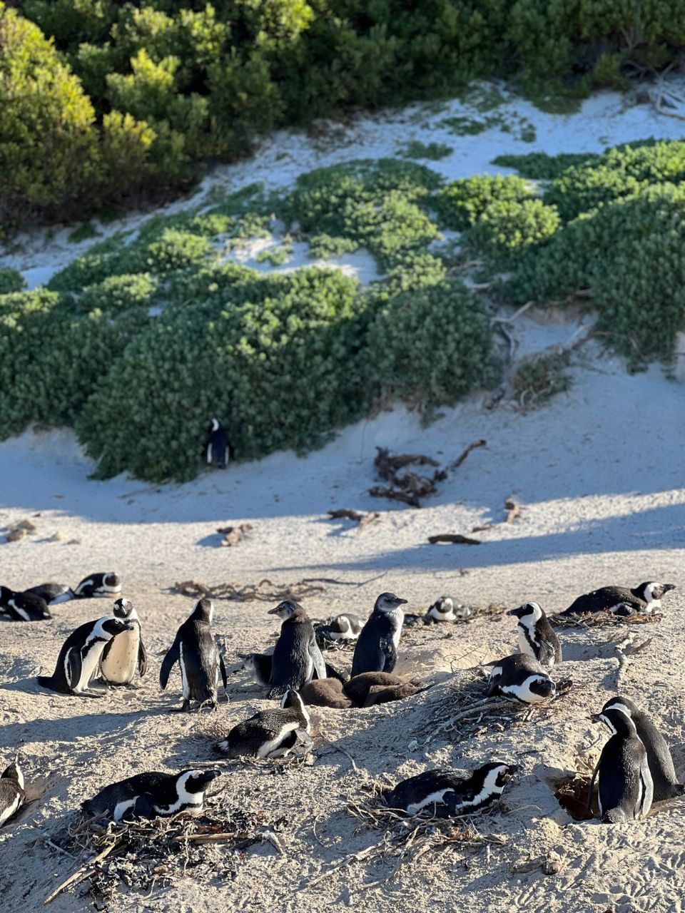 boulders beach penguin sanctuary tourist attraction